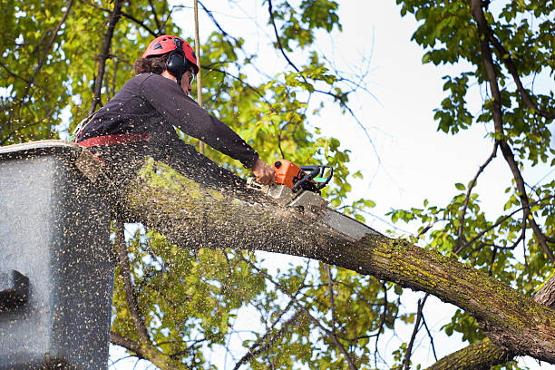 Professional Tree Removal Services in Downs, IL