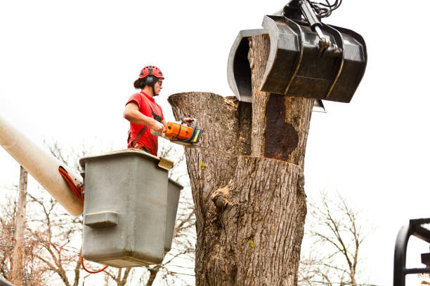 How Our Tree Care Process Works  in  Downs, IL